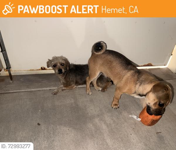 Found/Stray Unknown Dog last seen Willowglen way , Hemet, CA 92545