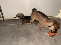 Found/Stray Unknown Dog last seen Willowglen way, Hemet, CA 92545