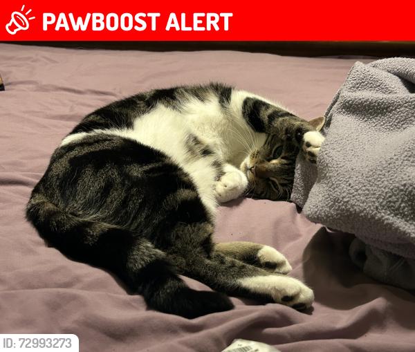 Lost Female Cat last seen Whitburn windmill, Whitburn, England SR6 7HA