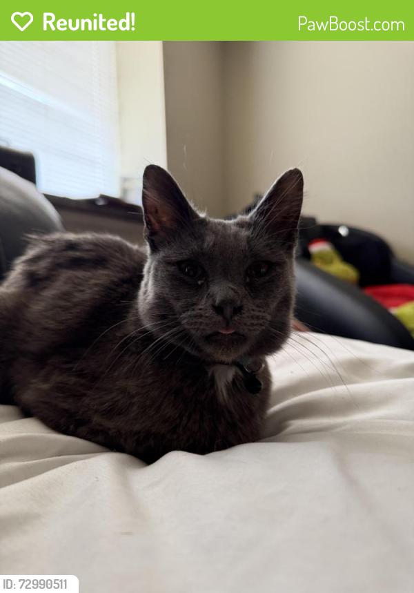 Reunited Male Cat last seen cherry and idaho center blvd., Nampa, ID 83687