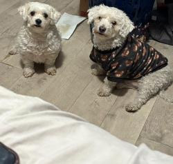 Lost Male Dog last seen Ebram Arlington to , Arlington, TX 76010