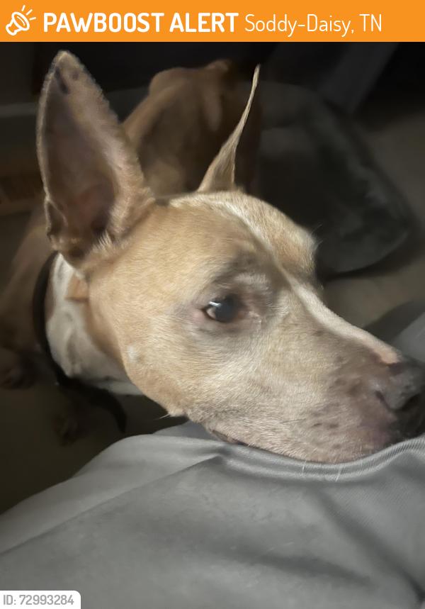 Found/Stray Female Dog last seen Near Lee pike, Soddy-Daisy, TN 37379