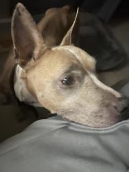 Found/Stray Female Dog last seen Near Lee pike, Soddy-Daisy, TN 37379