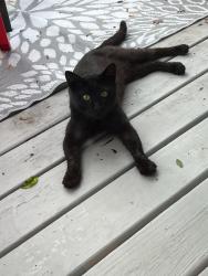Found/Stray Unknown Cat last seen Derks Park, Appleton, WI 54915