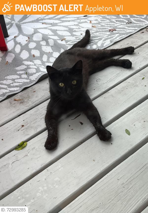 Found/Stray Unknown Cat last seen Derks Park, Appleton, WI 54915