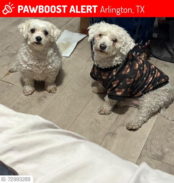 Lost Male Dog last seen Ebram st Arlington tx, Arlington, TX 76010
