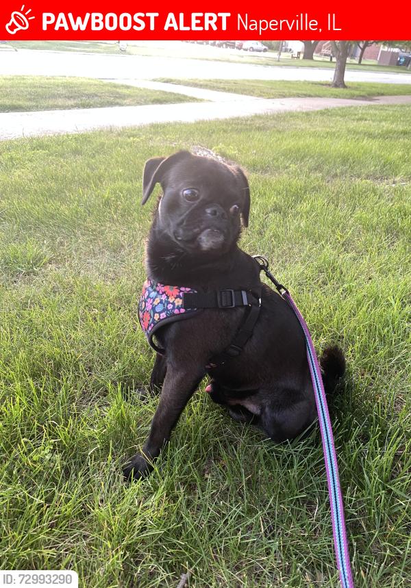 Lost Male Dog last seen Bond street, Naperville, IL 60563