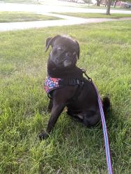 Lost Male Dog last seen Bond street, Naperville, IL 60563