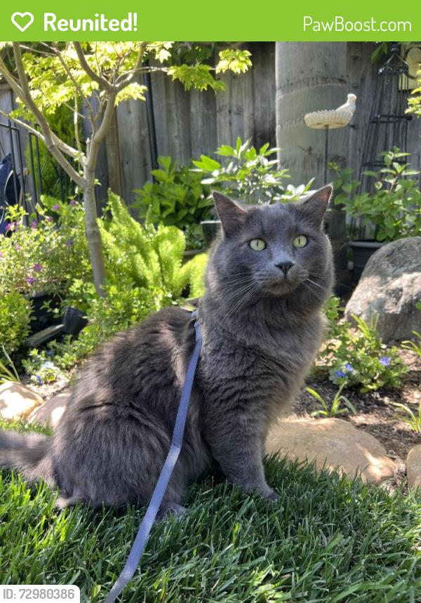 Reunited Male Cat last seen Colleen Dr and Chesbro Ave, San Jose, CA 95123