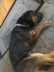 Reunited Male Dog last seen Central Park, Denver, CO 80238