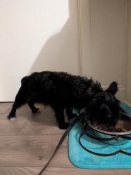 Found/Stray Unknown Dog last seen Clematis Ln near Bougainvillea in the Eastbrook neighborhood., Goldenrod, FL 32792