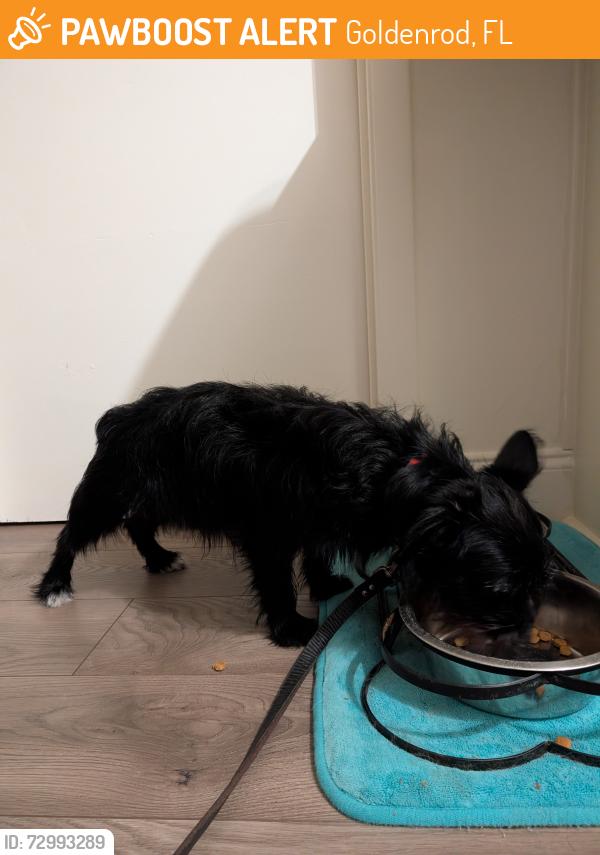 Found/Stray Unknown Dog last seen Clematis Ln near Bougainvillea in the Eastbrook neighborhood., Goldenrod, FL 32792
