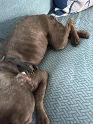 Lost Female Dog last seen 1street, North Lauderdale, FL 33068
