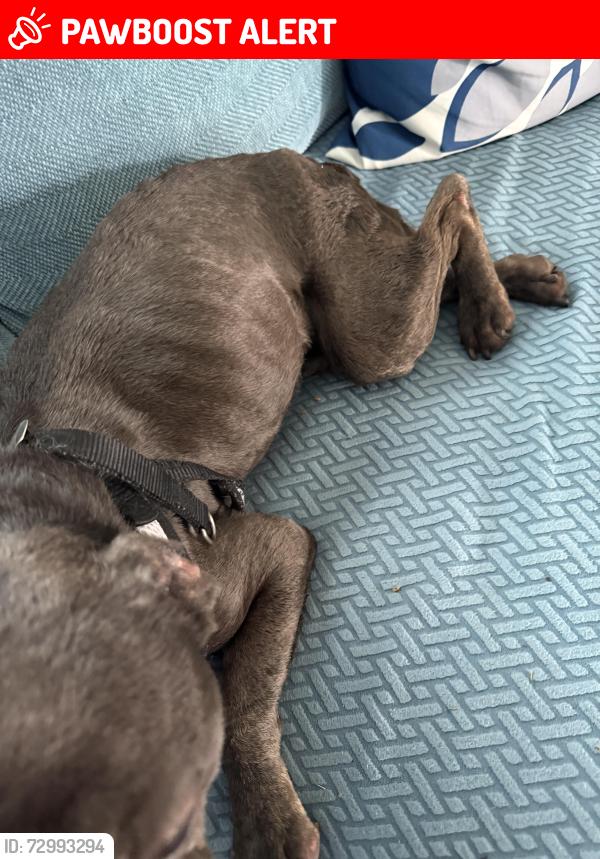 Lost Female Dog last seen 1street, North Lauderdale, FL 33068