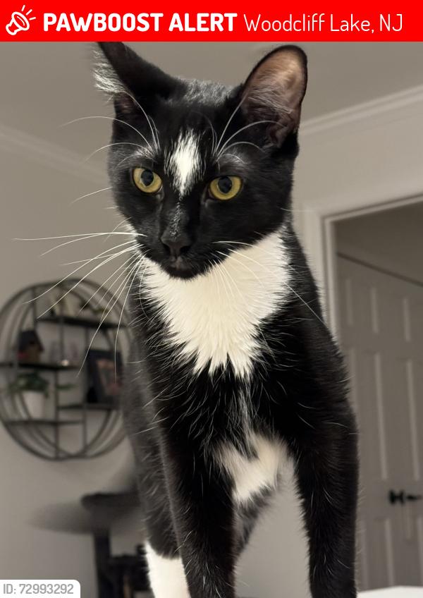 Lost Male Cat last seen Pascack, Woodcliff Lake, NJ 07677