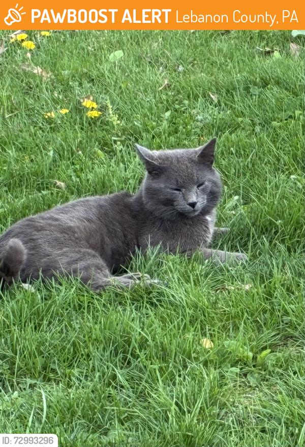 Found/Stray Male Cat last seen Quarry rd, Lebanon County, PA 17046