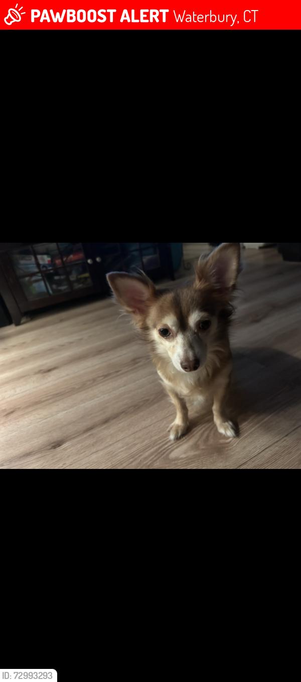 Lost Male Dog last seen Scott rd, Waterbury, CT 06705