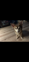 Lost Male Dog last seen Scott rd, Waterbury, CT 06705