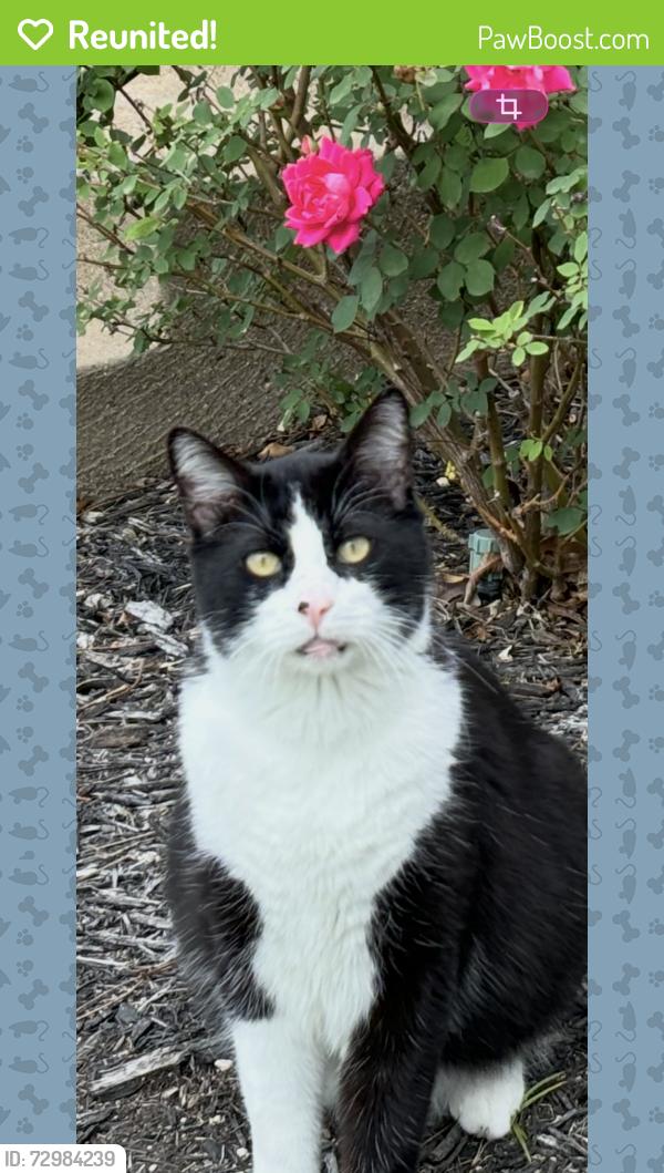 Reunited Male Cat last seen Montgomery and Collinwood, west of ies Arena , Fort Worth, TX 76107