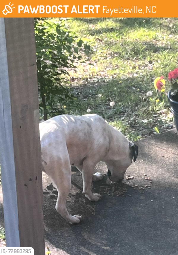 Found/Stray Female Dog last seen Odom and coventry sherwood park neighborhood, Fayetteville, NC 28304