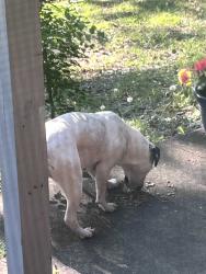 Found/Stray Female Dog last seen Odom and coventry sherwood park neighborhood, Fayetteville, NC 28304