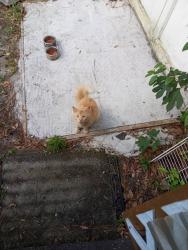 Found/Stray Unknown Cat last seen Trailmore Trailer Park, Charleston, SC 29407