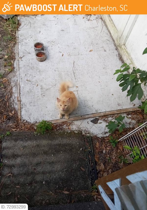 Found/Stray Unknown Cat last seen Trailmore Trailer Park, Charleston, SC 29407