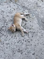 Lost Unknown Cat last seen South Hamilton road, Nashville, TN 37218