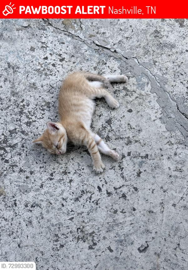 Lost Unknown Cat last seen South Hamilton road, Nashville, TN 37218