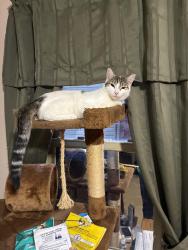 Lost Female Cat last seen 12th and Polk Ave, Akron, OH, Akron, OH 44314