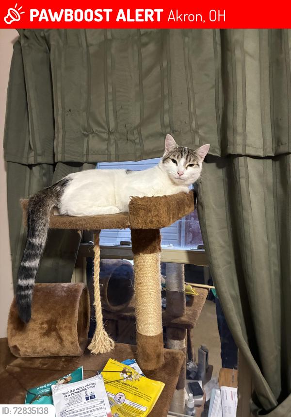 Lost Female Cat last seen 12th and Polk Ave, Akron, OH, Akron, OH 44314