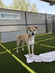 Shelter Stray Female Dog last seen Near Hickman Field Drive, San Diego, CA, 92111, 5500 Gaines St, San Diego, CA 92110, USA