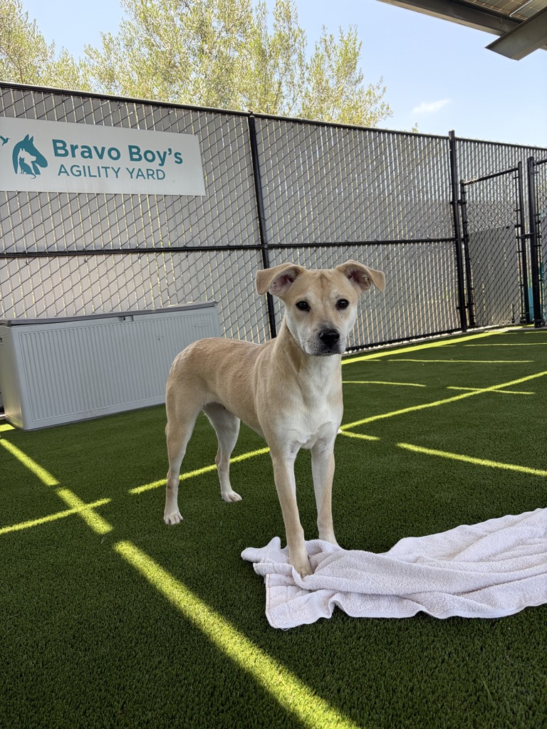 Shelter Stray Female Dog last seen Near Hickman Field Drive, San Diego, CA, 92111, 5500 Gaines St, San Diego, CA 92110, USA