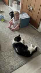 Reunited Male Cat last seen Chicago and amity , Nampa, ID 83686