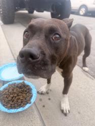 Found/Stray Female Dog last seen Florence and oldRi, Downey, CA 90240