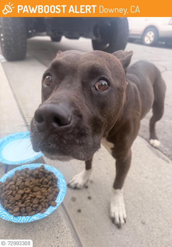 Found/Stray Female Dog last seen Florence and oldRi, Downey, CA 90240