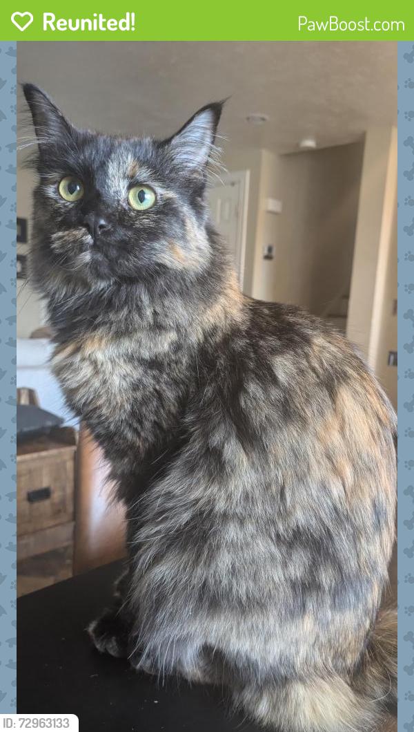Reunited Female Cat last seen Peony Way, Larkspur Drive in White City/Sandy UT, Sandy, UT 84094