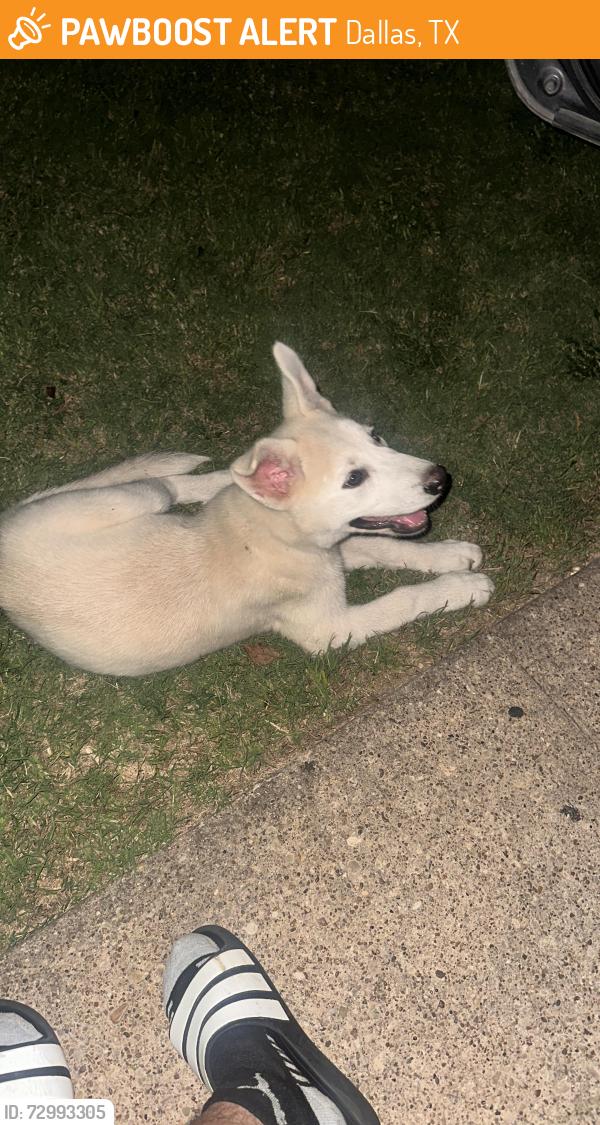 Found/Stray Unknown Dog last seen Jefferson Blvd by Cockrelhill Rd, Dallas, TX 75211