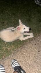Found/Stray Unknown Dog last seen Jefferson Blvd by Cockrelhill Rd, Dallas, TX 75211