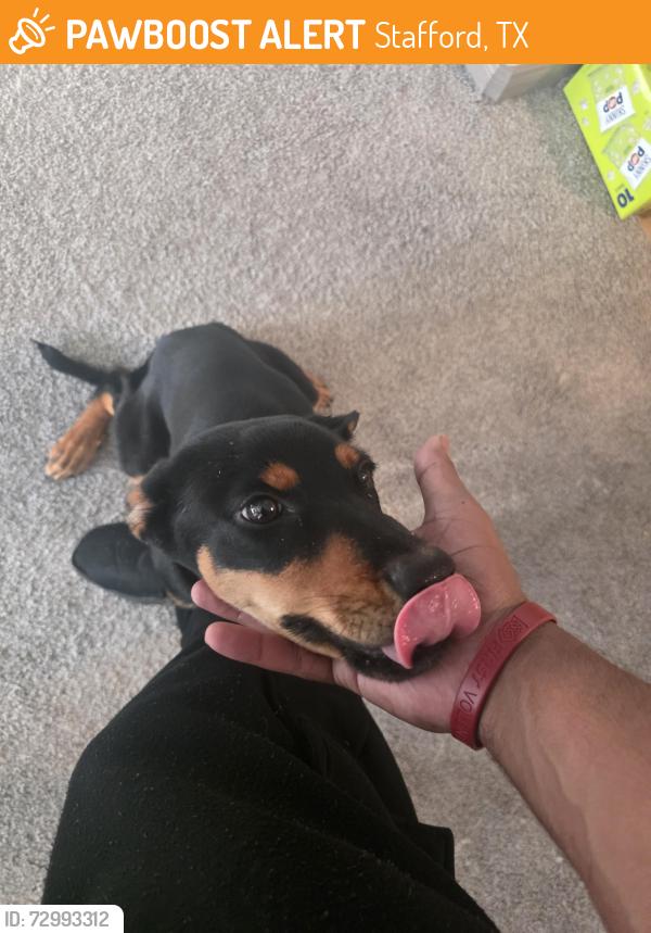 Found/Stray Unknown Dog last seen Airport and new stafford rd, Stafford, TX 77477