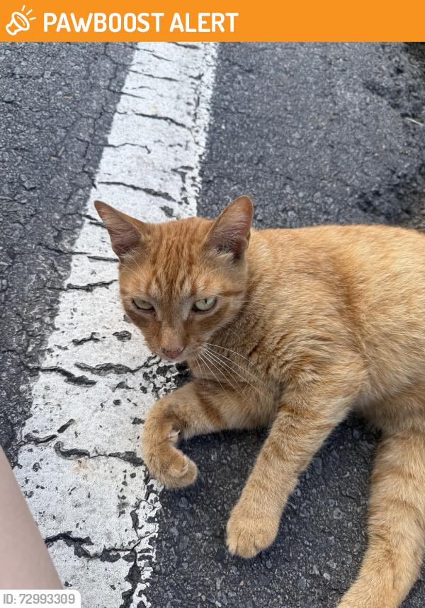 Found/Stray Unknown Cat last seen behind rock water apmts , North Little Rock, AR 72114