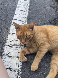 Found/Stray Unknown Cat last seen behind rock water apmts , North Little Rock, AR 72114