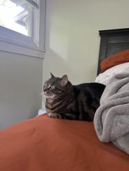 Lost Female Cat last seen Connors , Burlington, NC 27215