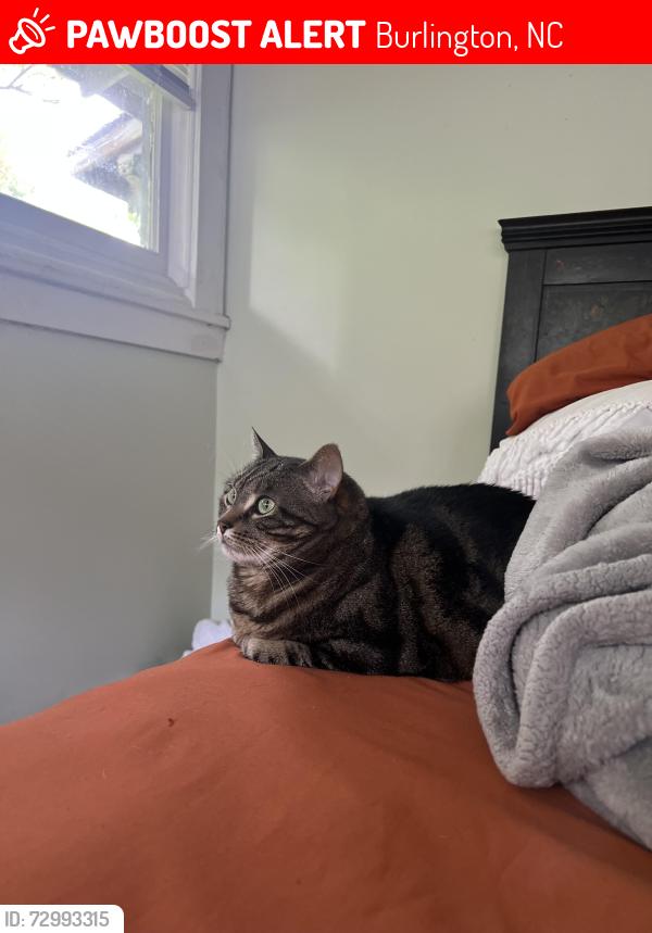 Lost Female Cat last seen Connors , Burlington, NC 27215
