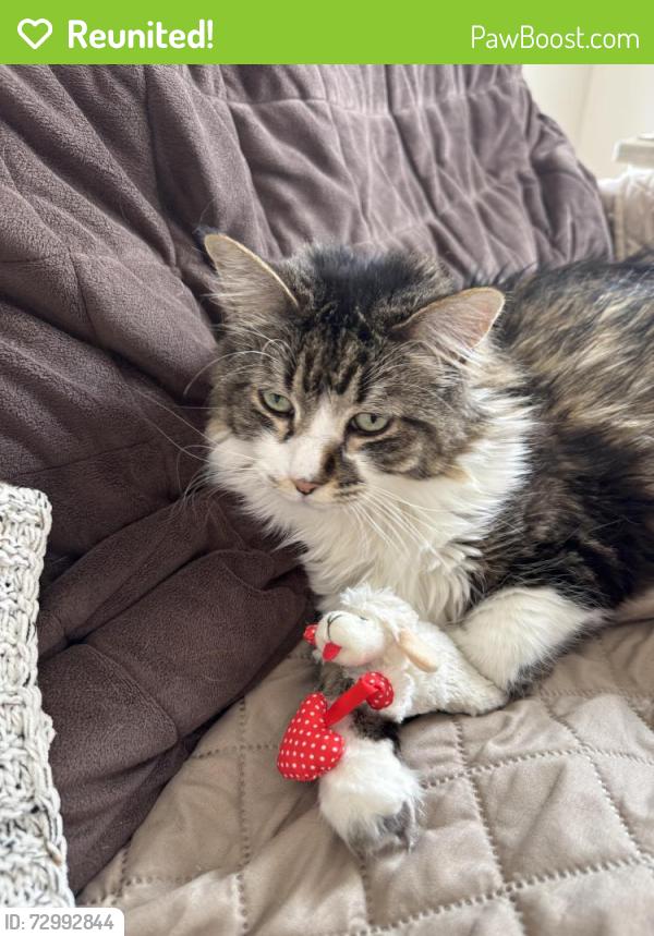 Reunited Male Cat last seen 13th and Atlantic City Ave Grover Beach CA, Grover Beach, CA 93433