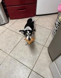 Reunited Female Dog last seen Elwood dr., Edmond, OK 73013