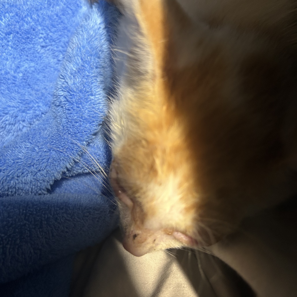 Shelter Stray Male Cat last seen , 980 Guilford College Rd, Greensboro, NC 27409, USA