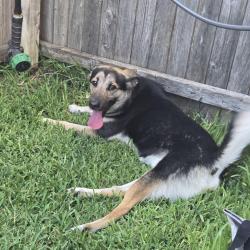 Reunited Male Dog last seen Wild Rose, Cross Oak Ranch, TX 76227