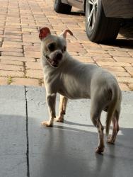 Reunited Male Dog last seen Glendive, Osceola County, FL 34758