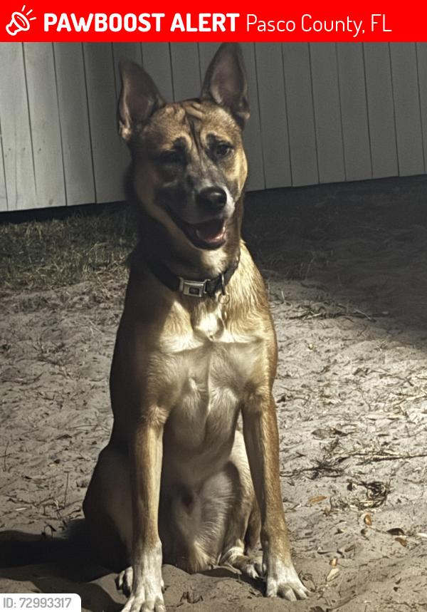 Lost Male Dog last seen little road, Pasco County, FL 34655